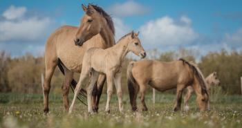 Henson, een stoere alleskunner met Noors en Frans bloed-1770383138